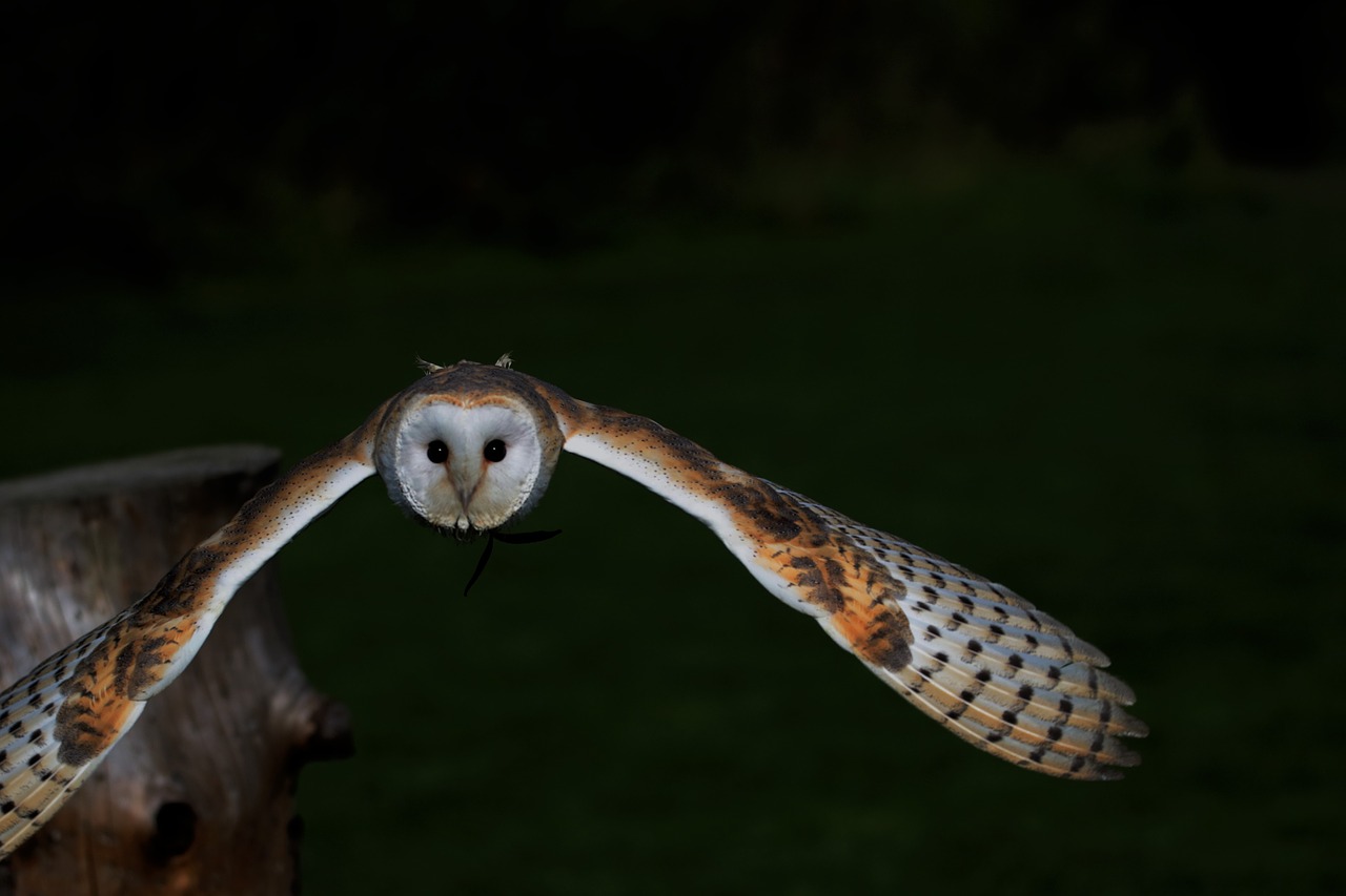 Image - barn owl owl barn bird animal