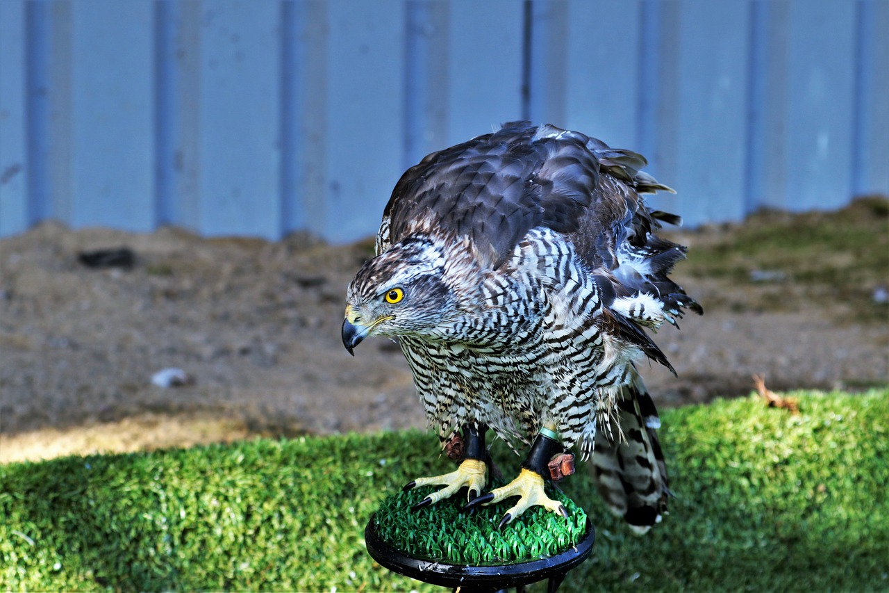 Image - goshawk hawk bird wildlife animal