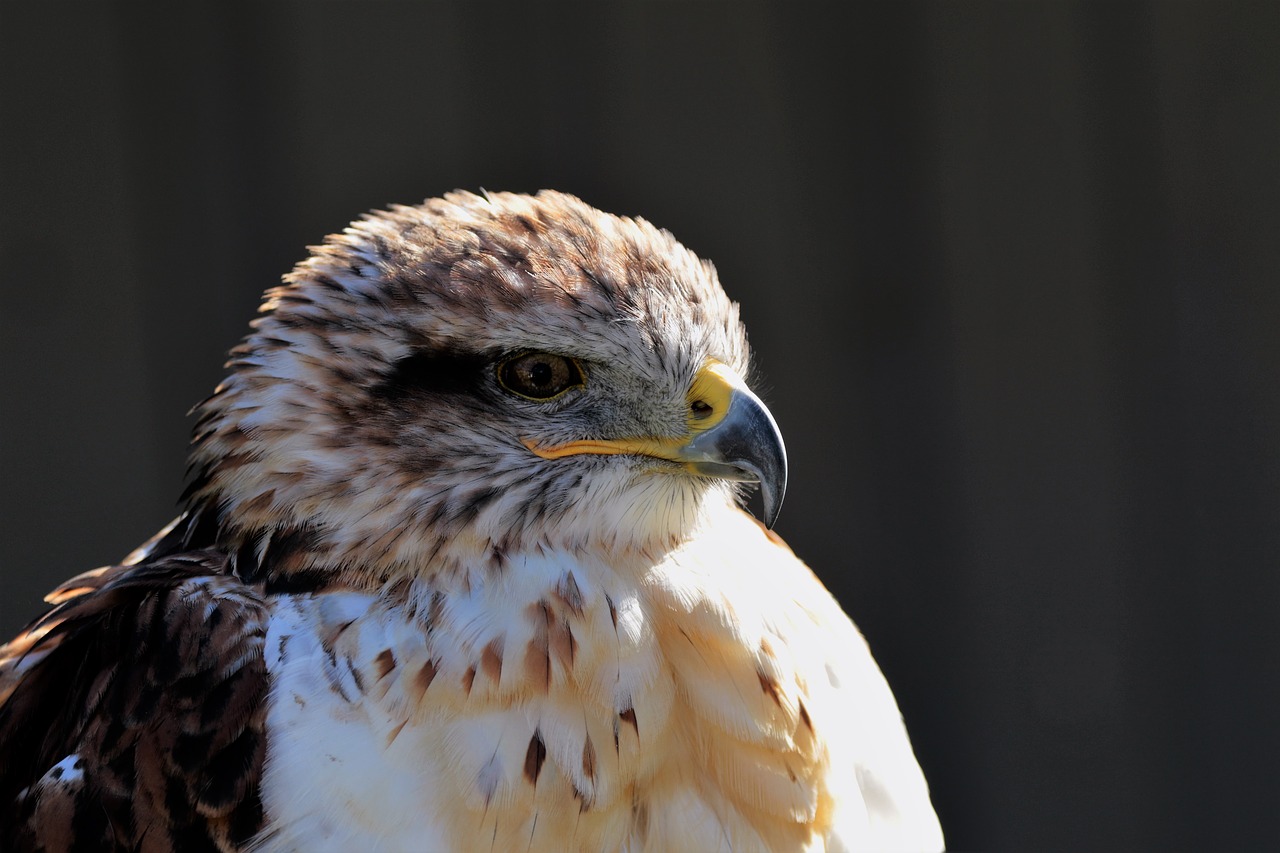 Image - ferruginous hawk hawk ferruginous