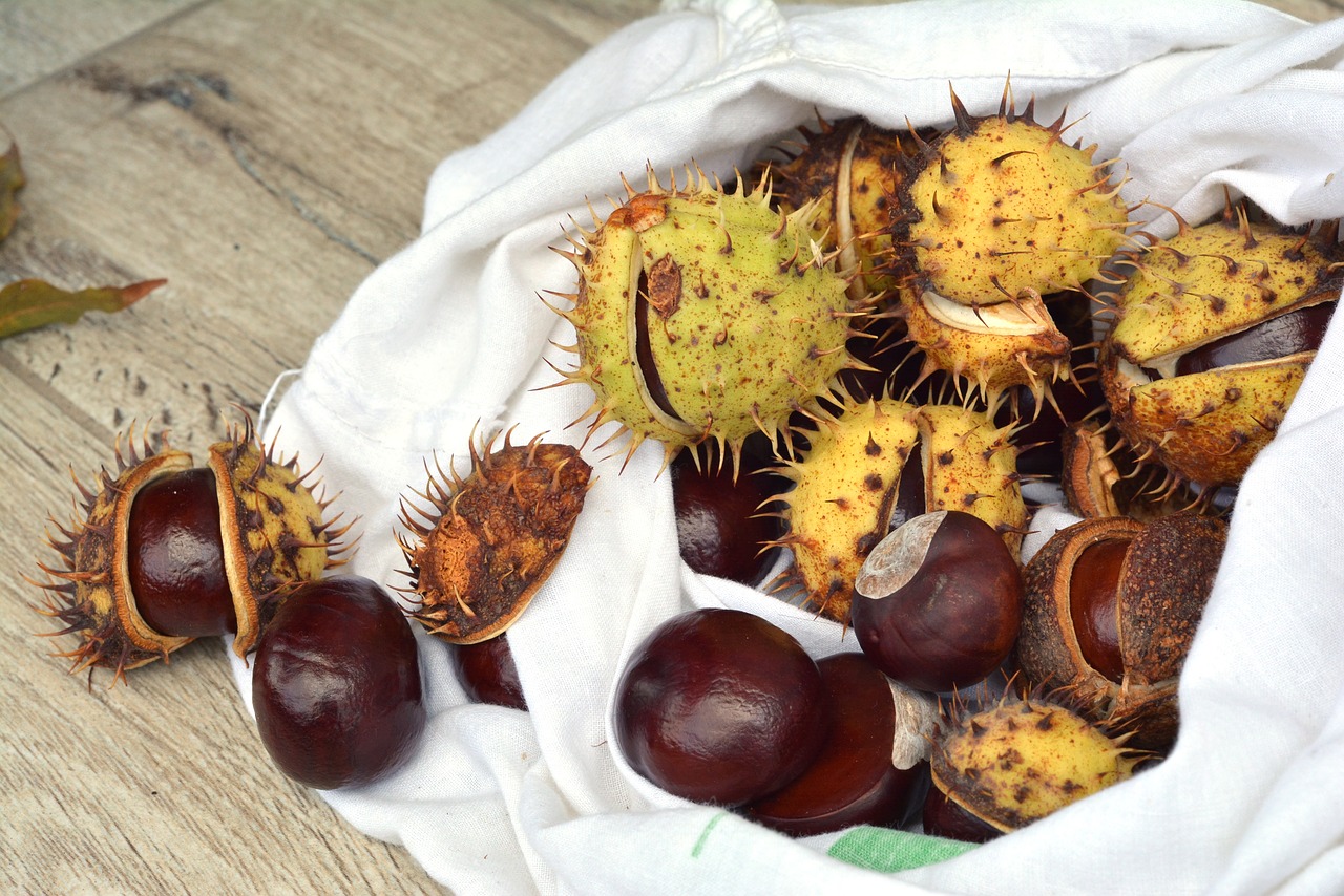 Image - chestnuts autumn horse chestnut