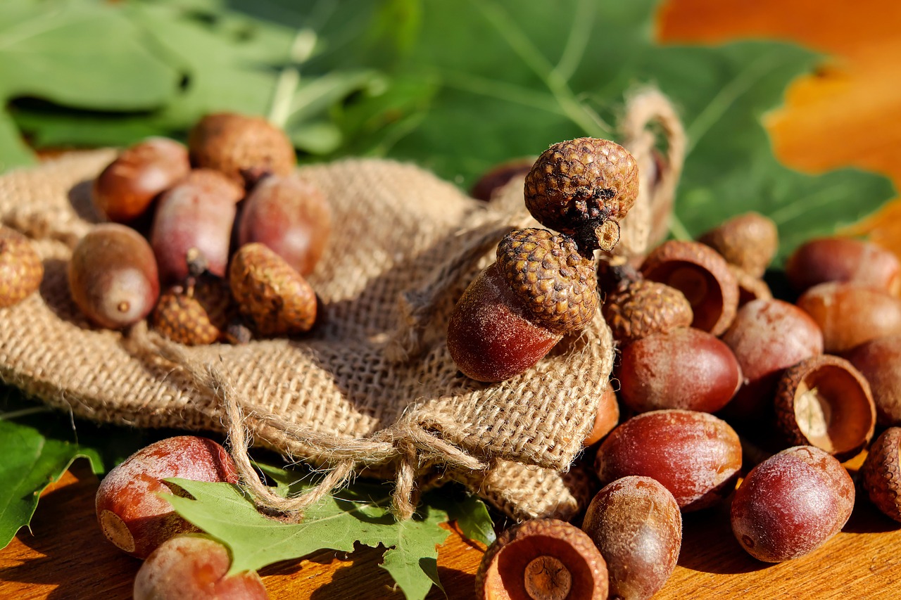 Image - acorns tree fruit fruits brown