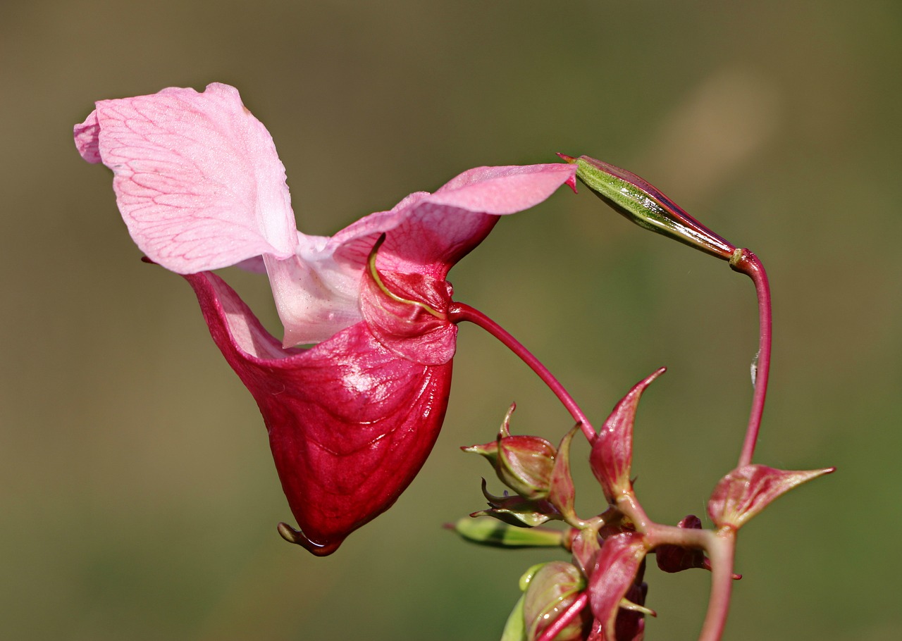 Image - impatiens glandulifera balsam flower