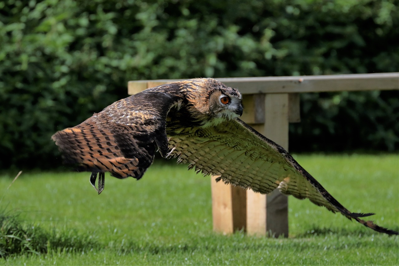 Image - eagle owl owl bird animal wildlife