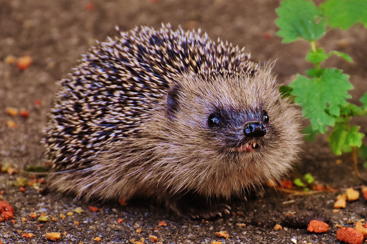 Image - hedgehog child young hedgehog