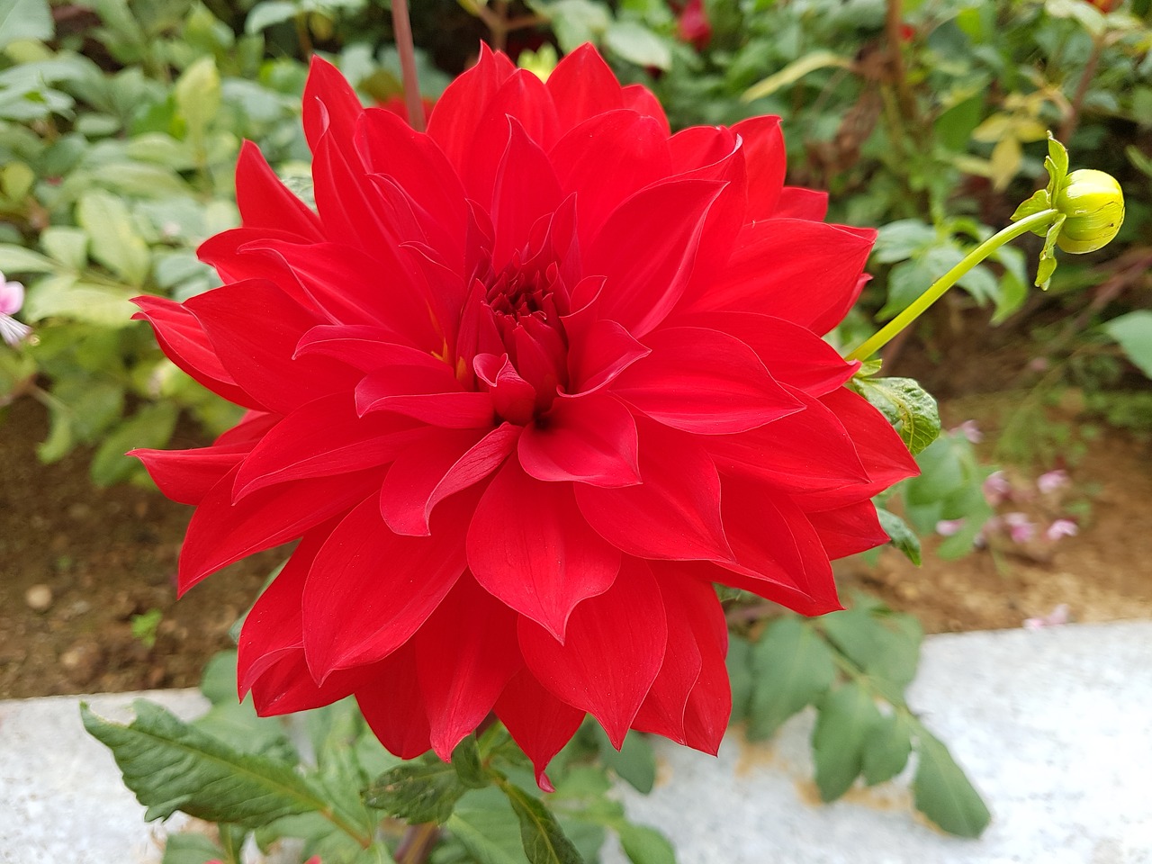 Image - dahlia fall flowers red flowers