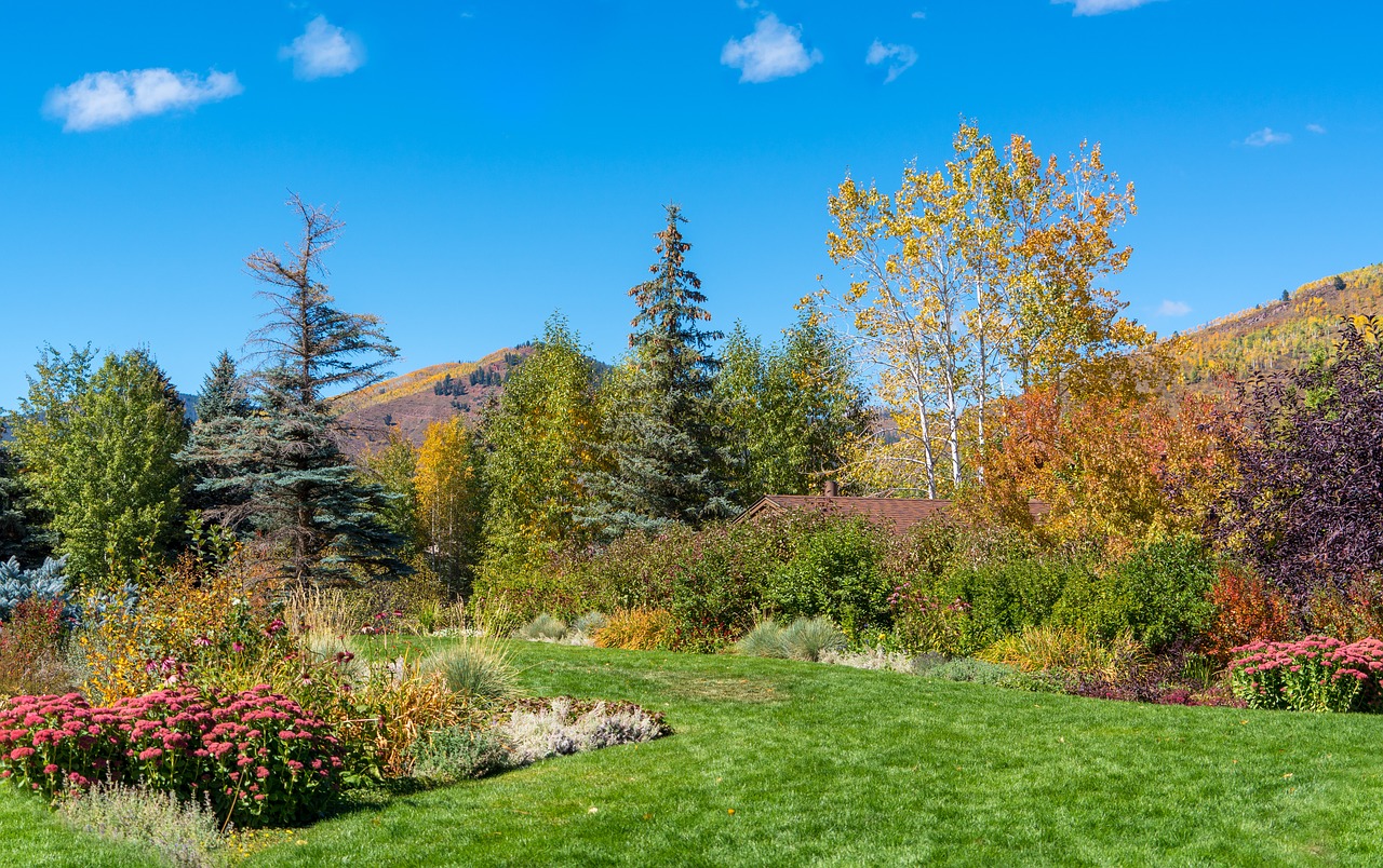 Image - vail colorado foliage