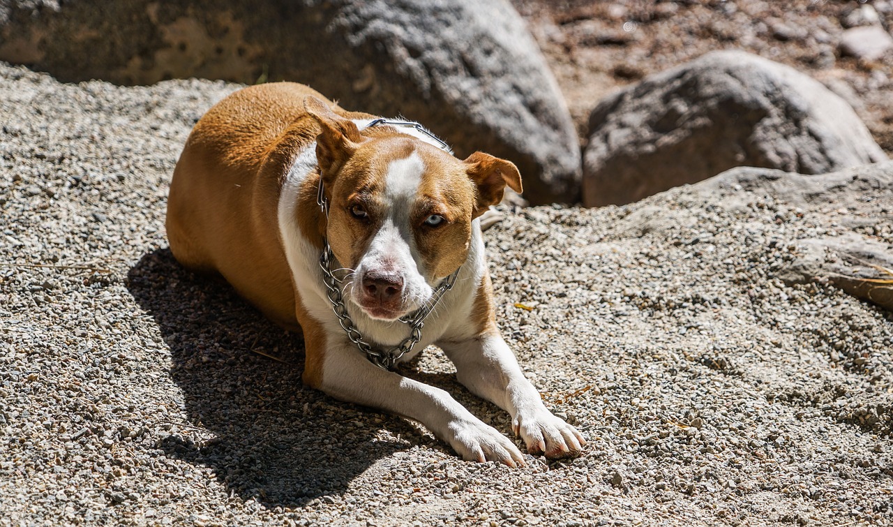 Image - dog canine breed pit bull cute