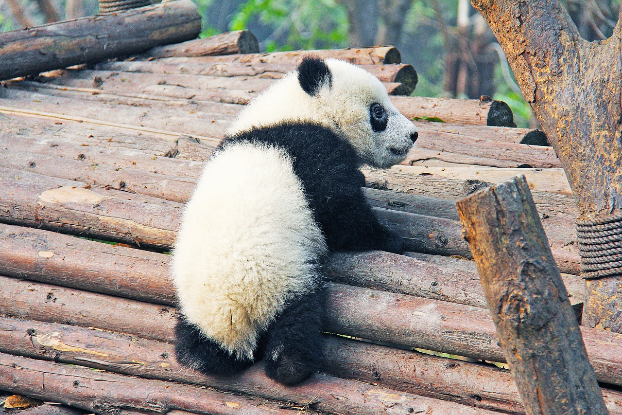 Image - black and white adorable