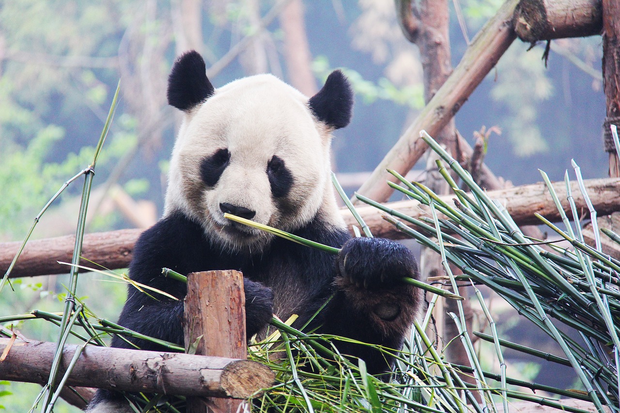 Image - black and white adorable