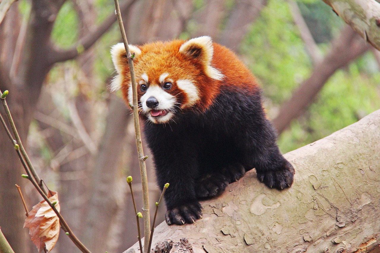 Image - loveable red pandas sichuan