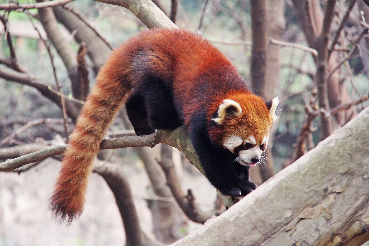 Image - loveable red pandas sichuan