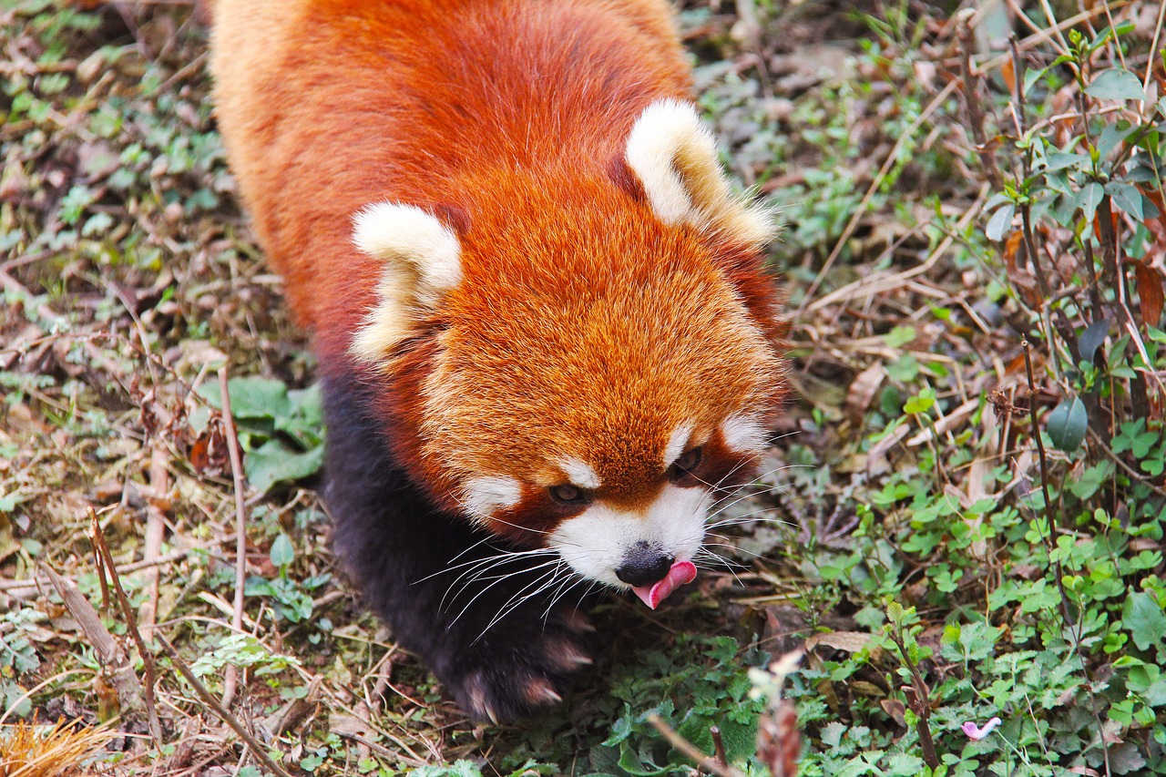 Image - loveable red pandas sichuan