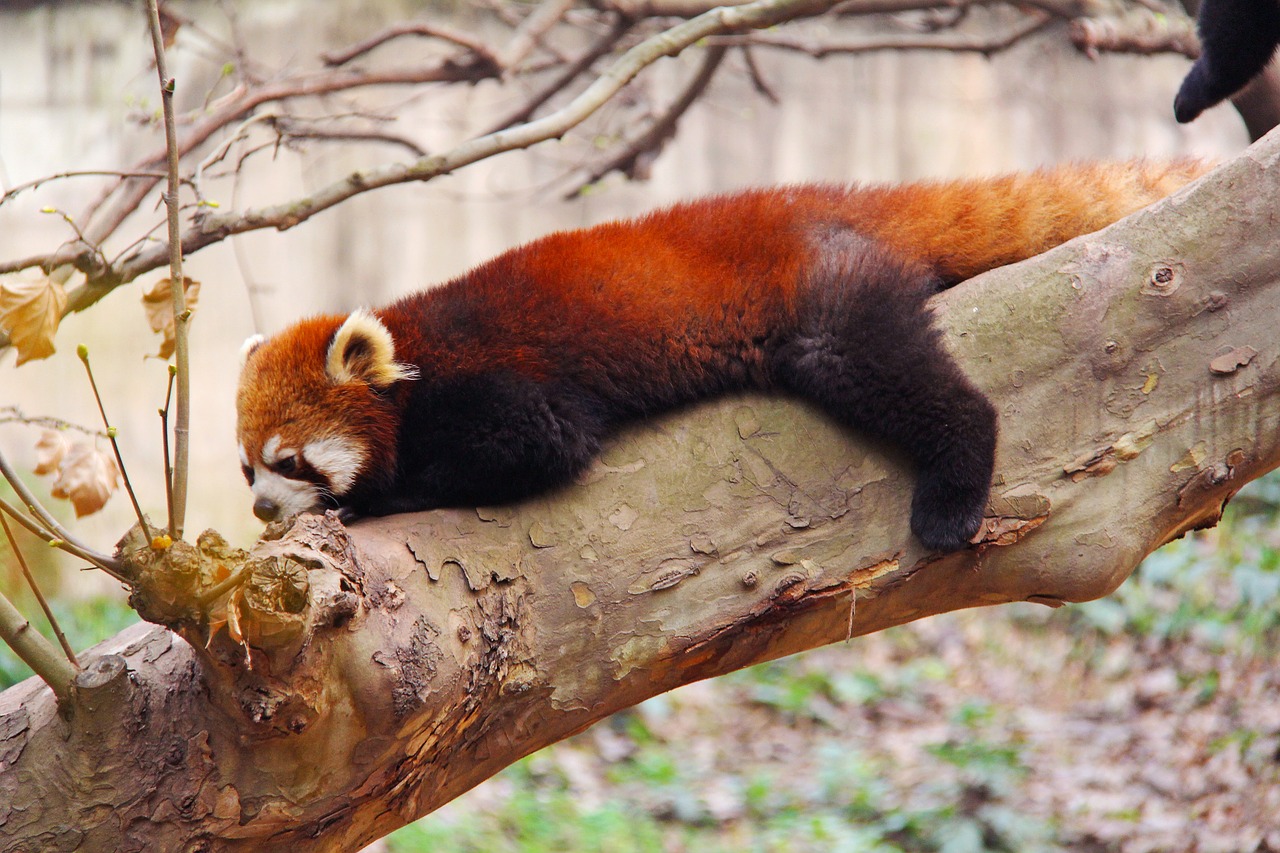 Image - loveable red pandas sichuan