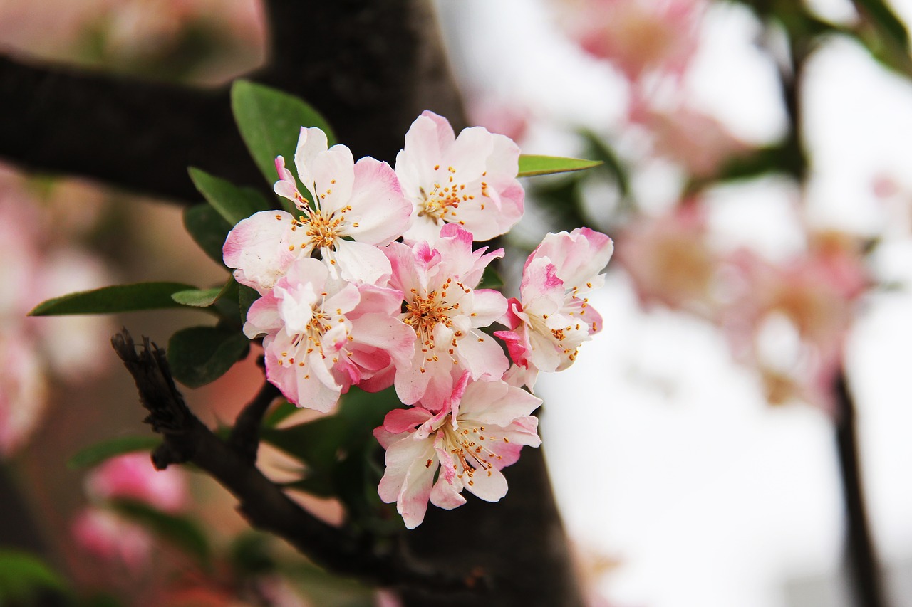 Image - cherry blossom peony march spring