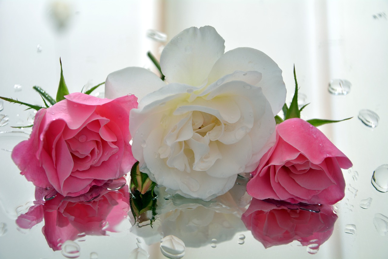 Image - icebergs fragrant roses pedals