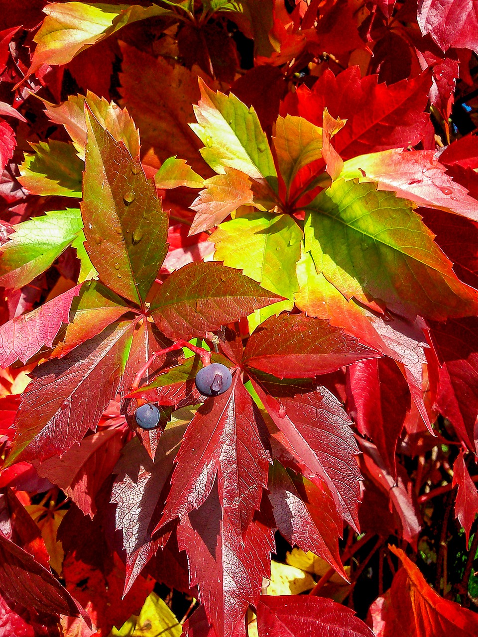 Image - parthenocissus leaves red leaves