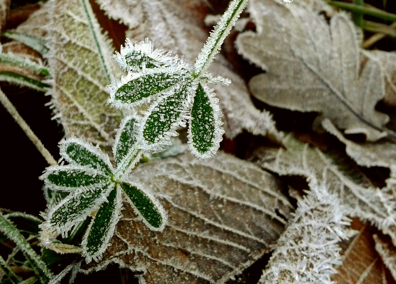 Image - fall foliage frost hoarfrost leaf