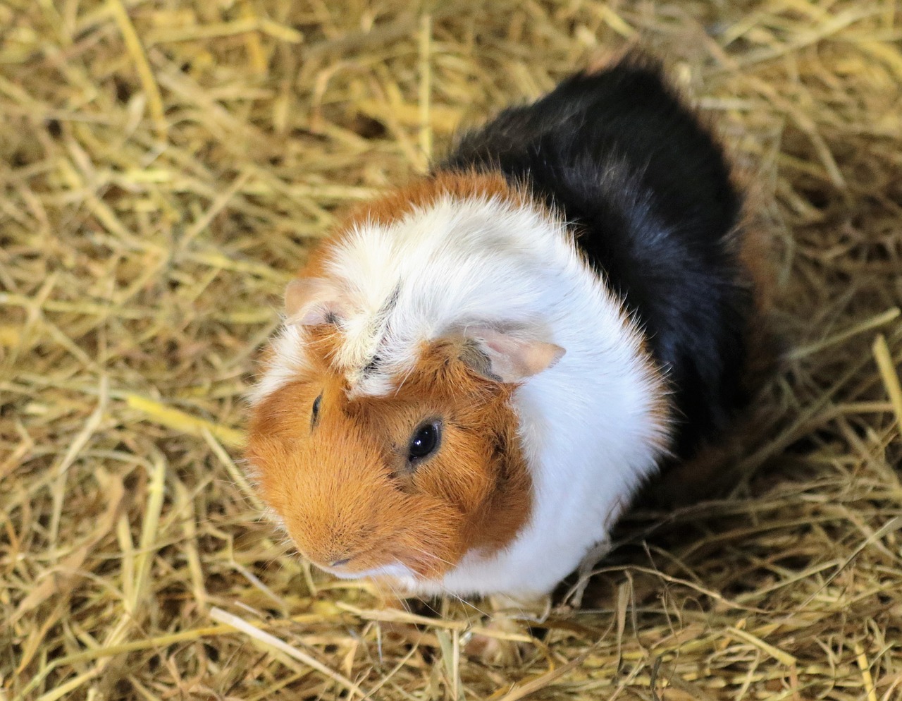 Image - guinea pig rodent animal pet