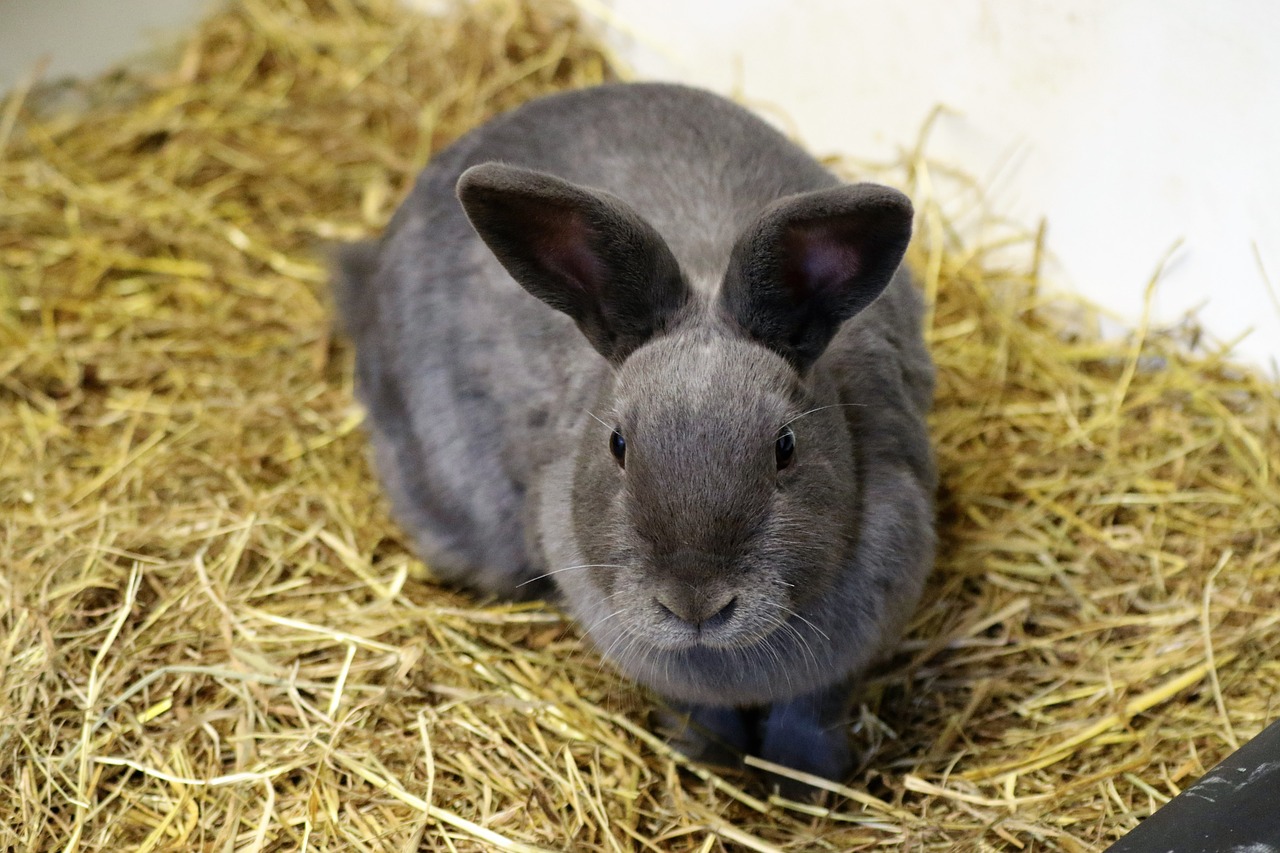 Image - rabbit bunny easter animal cute