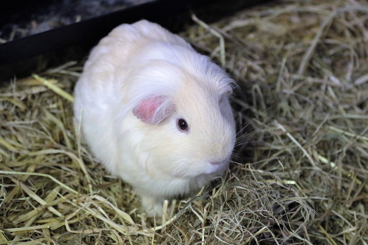 Image - guinea pig rodent animal pet