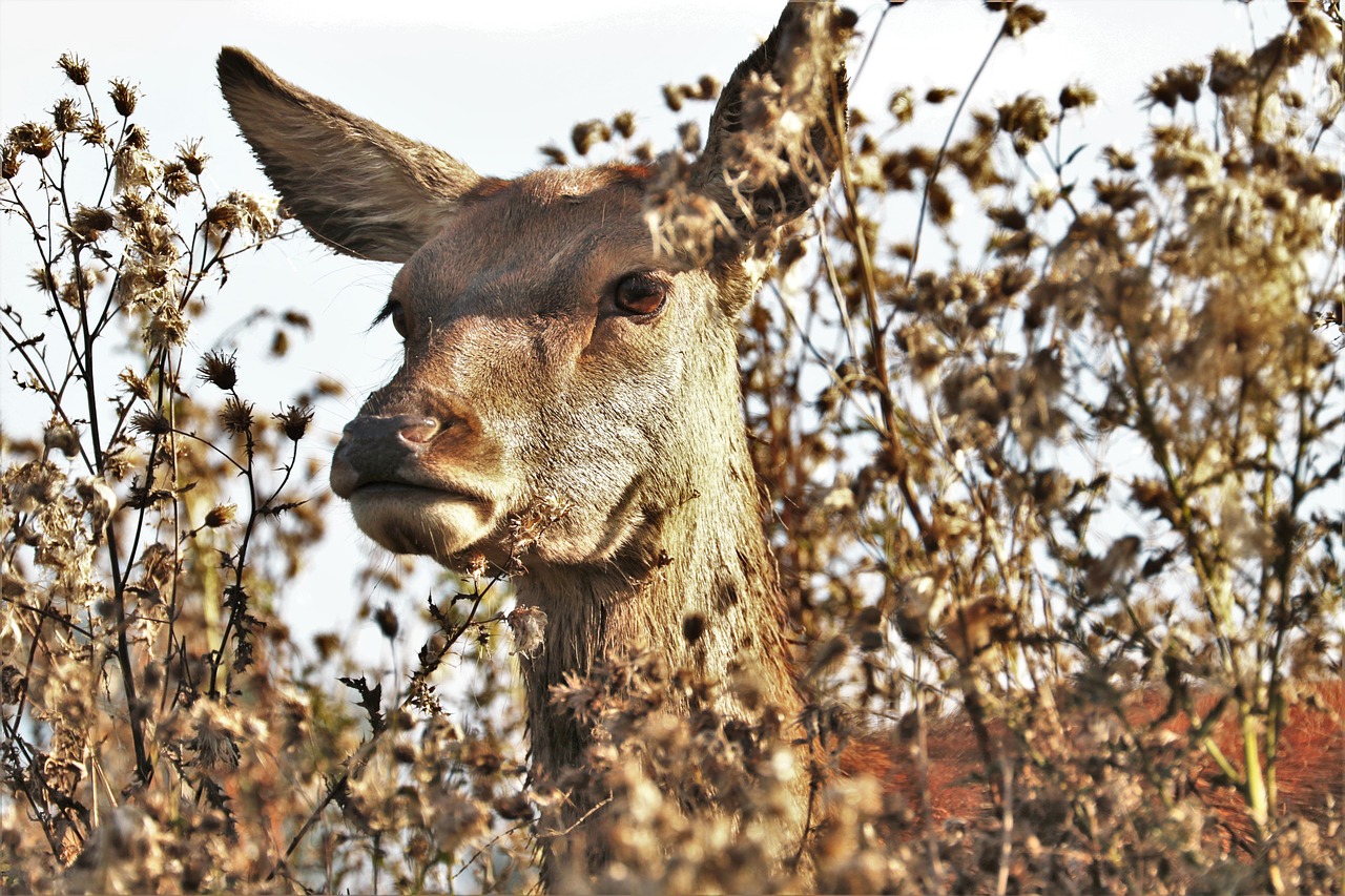 Image - deer doe animal nature wildlife