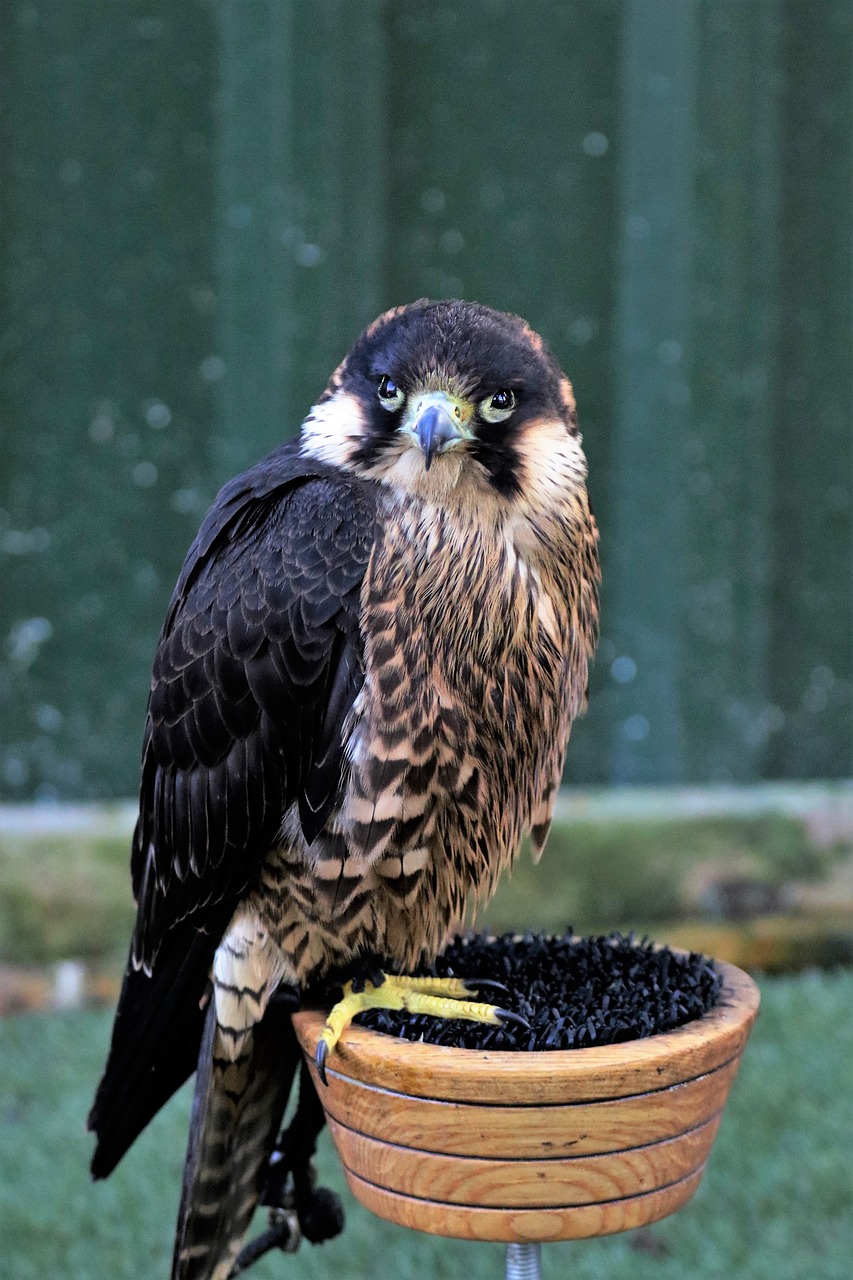 Image - peregrine falcon bird raptor