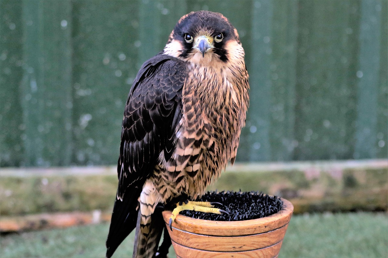 Image - peregrine falcon fast speed bird