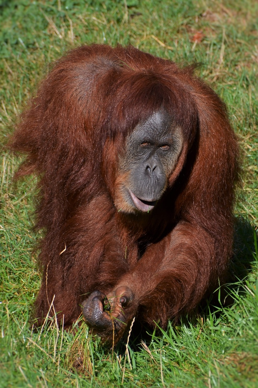 Image - orang utan monkey zoo mammal