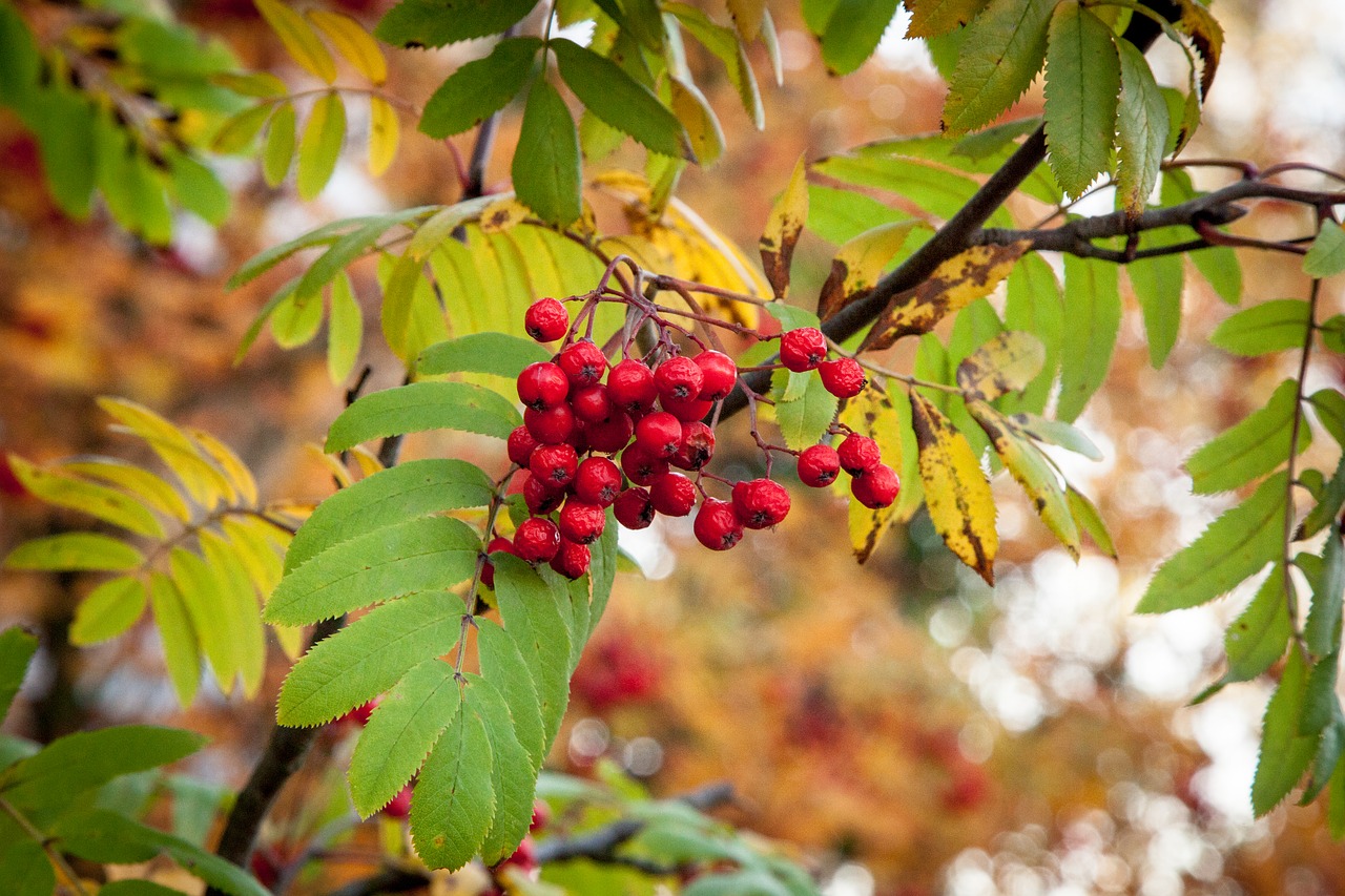 Image - rowanberry fall autumn rowan berry