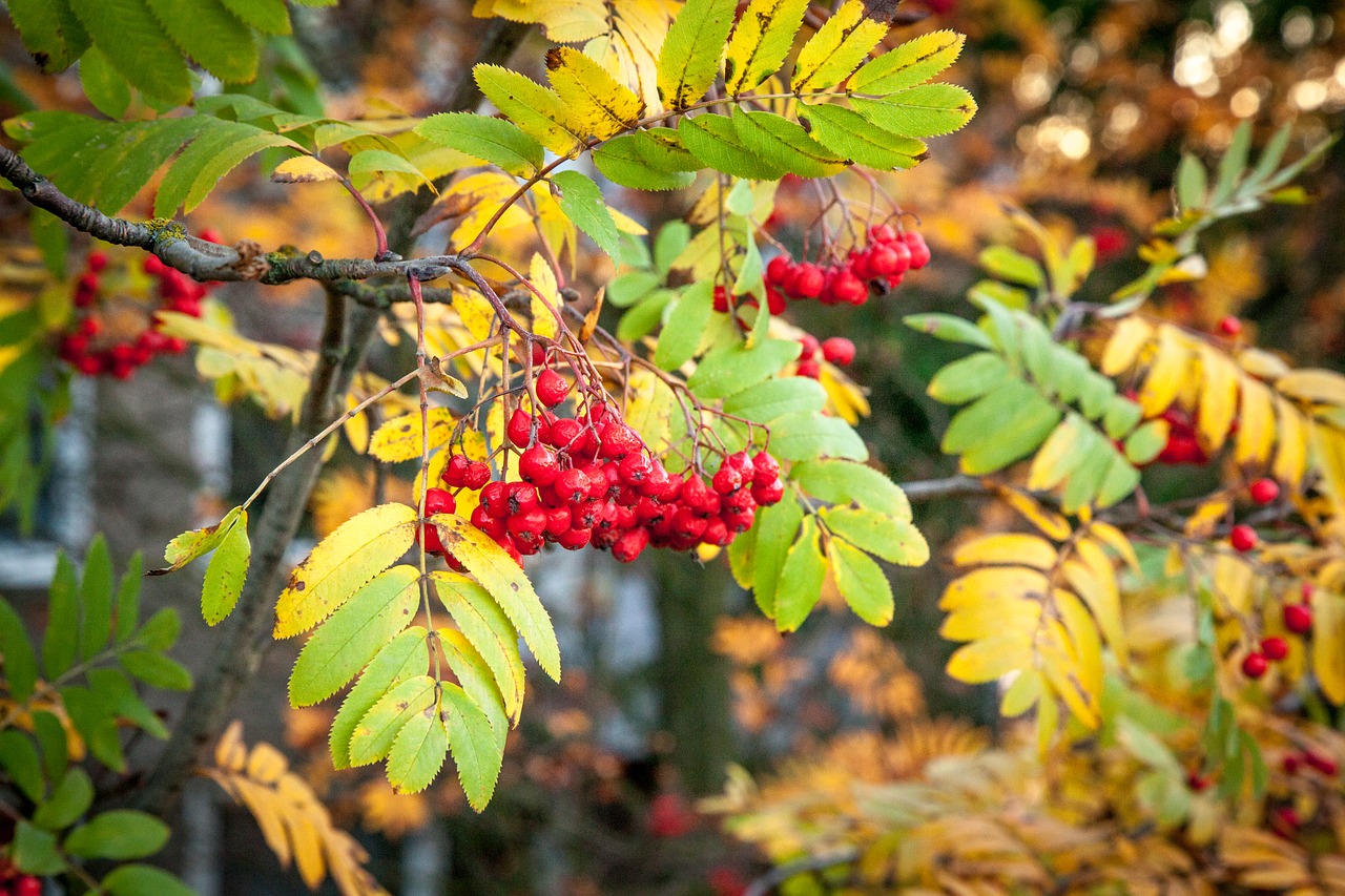 Image - rowanberry fall autumn rowan berry