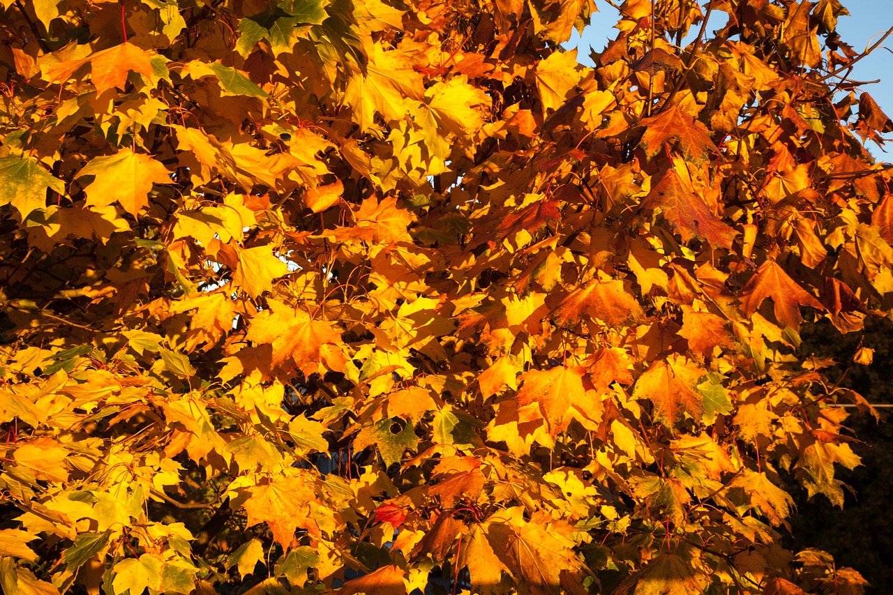 Image - fall leaves orange yellow autumn