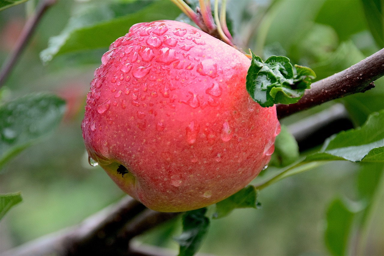 Image - apple dew healthy freshness juicy