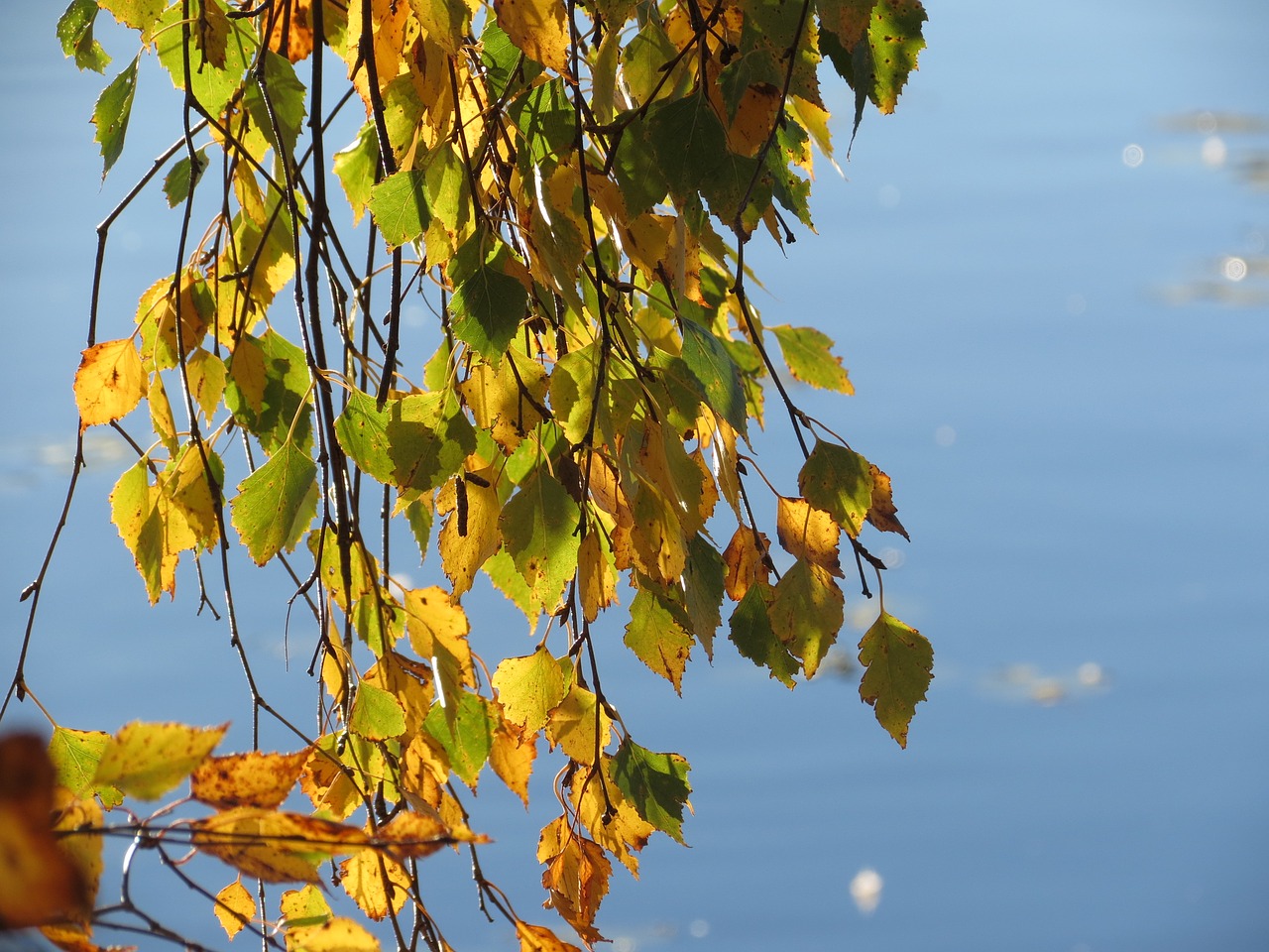 Image - birch lake water autumn finnish