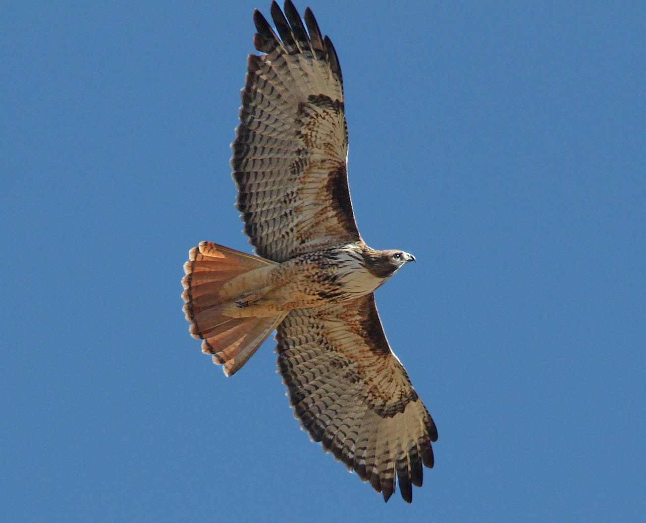 Image - red tailed hawk bird raptor