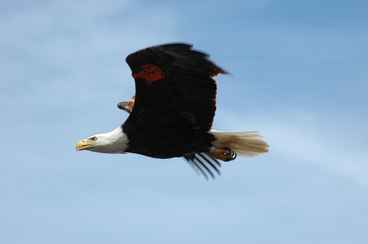 Image - bald eagle flying soaring bird