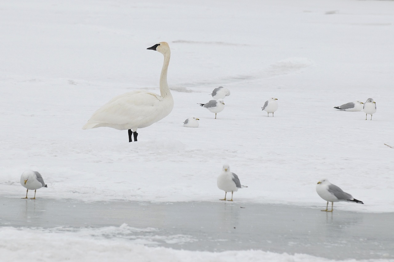 Image - swan winter snow camouflage birds