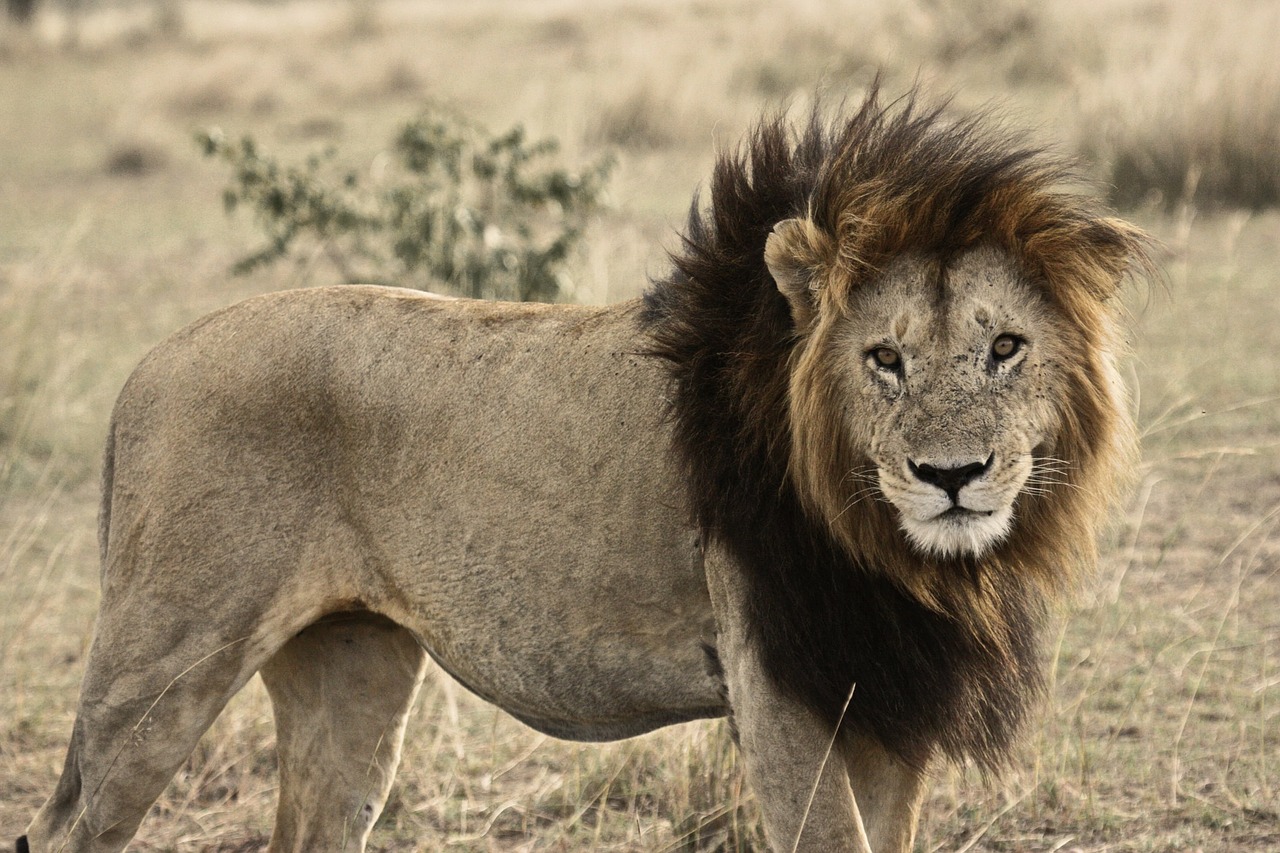 Image - lion cat safari animal mammal