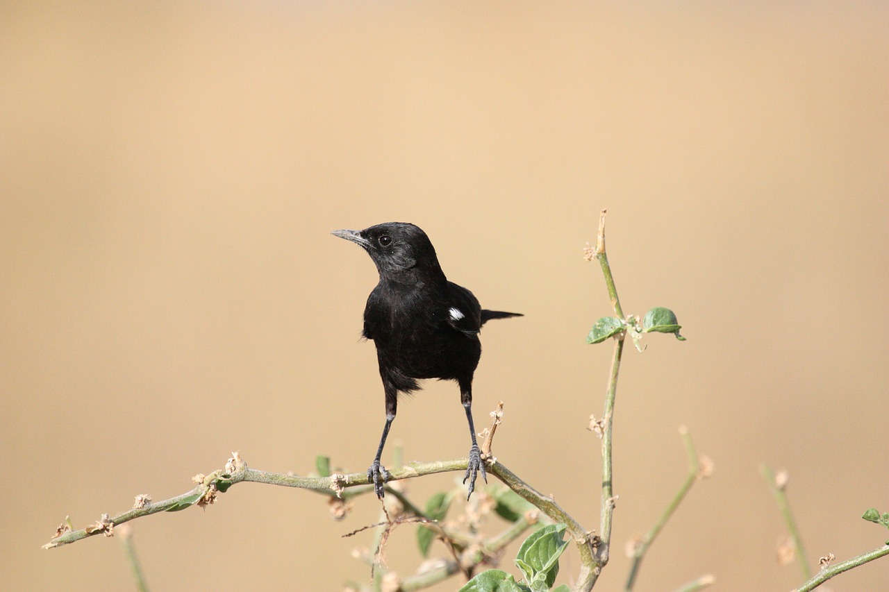 Image - bird animal birds africa safari