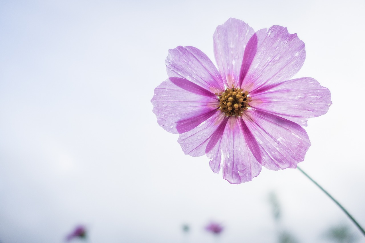 Image - cosmos flower flower garden cosmos