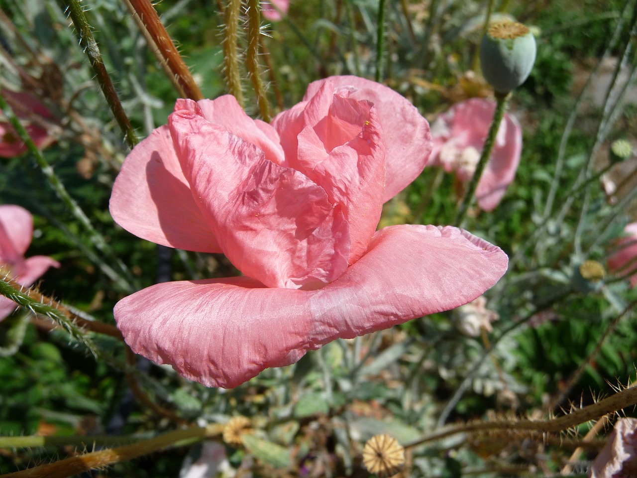 Image - flower poppy pink pale flora