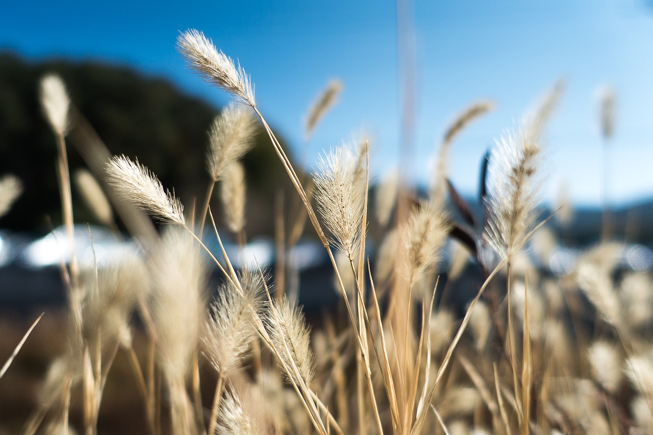 Image - grass sky autumn flame grass