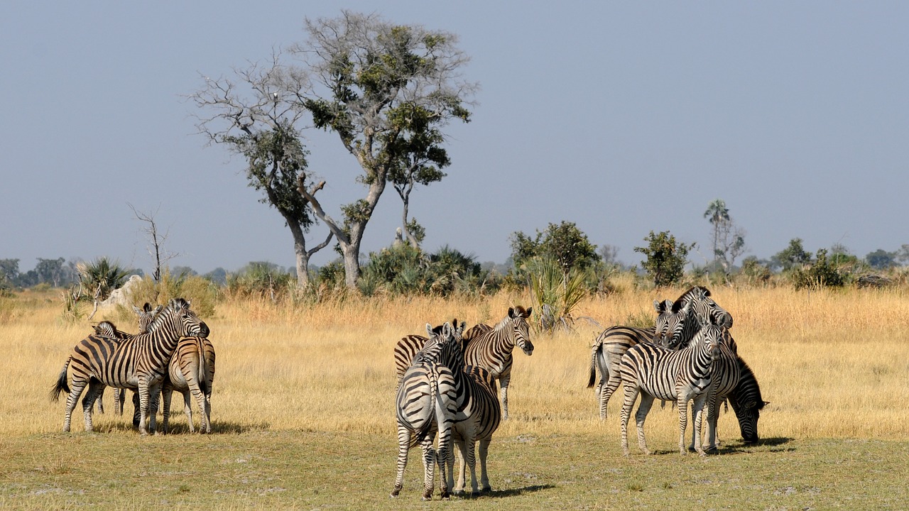 Image - botswana okavango delta zebras