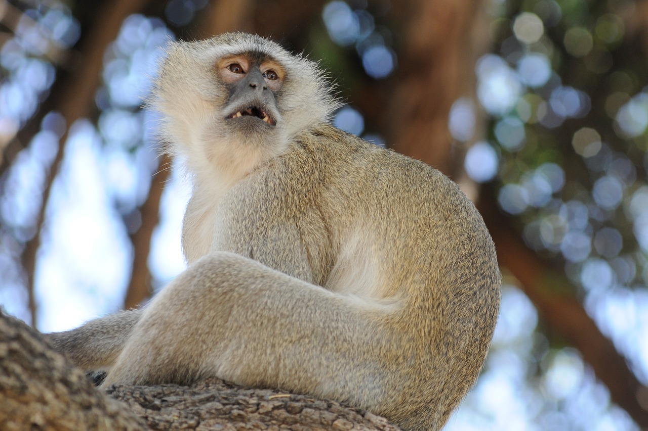 Image - botswana monkey curiosity