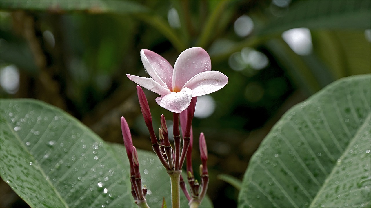 Image - summer garden purple nature orchid