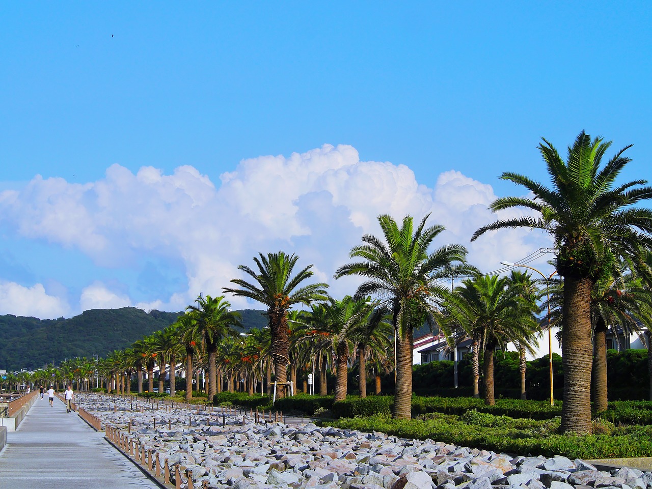 Image - palm trees tree lined blue sky