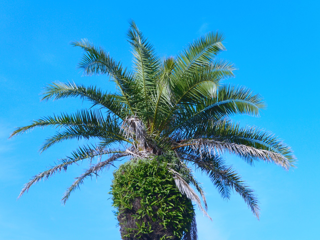 Image - palm trees blue sky white green