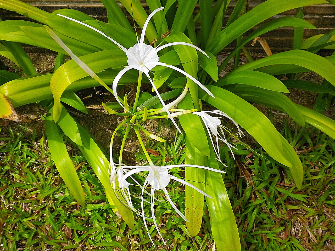 Image - spider lily white thailand