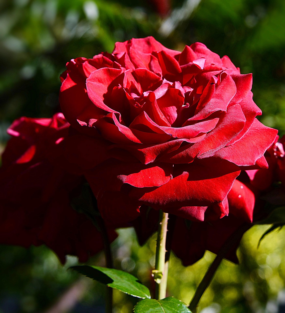 Image - rose close red shadow blossom