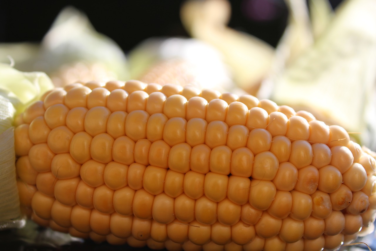 Image - corn on the cob harvest corn