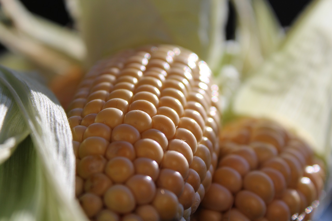 Image - corn on the cob corn nature